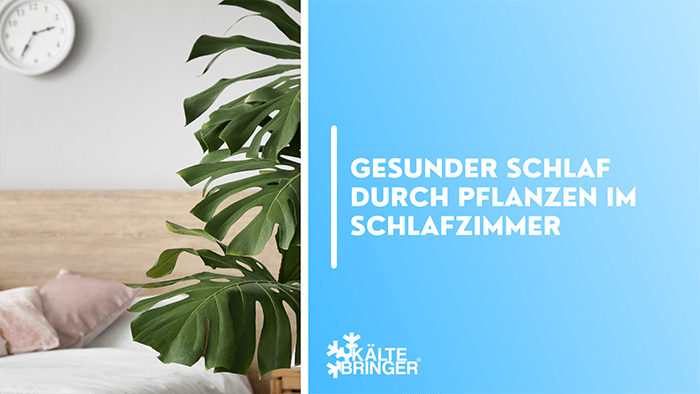 Gesunder Schlaf durch Pflanzen im Schlafzimmer